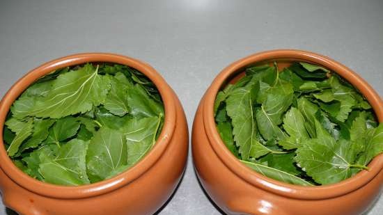 Tè fermentato a base di foglie di giardino e piante selvatiche (master class)