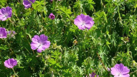 Gefermenteerde thee gemaakt van bladeren van tuin en wilde planten (masterclass)