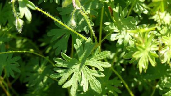 Gefermenteerde thee gemaakt van bladeren van tuin en wilde planten (masterclass)