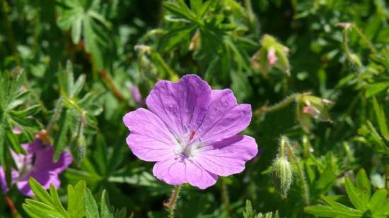 Gefermenteerde thee gemaakt van bladeren van tuin en wilde planten (masterclass)