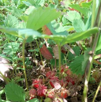 Gefermenteerde thee gemaakt van bladeren van tuin en wilde planten (masterclass)