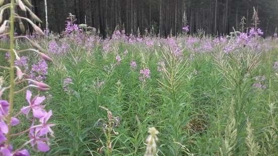 Ivan tea (fermentation of fireweed leaves) - master class