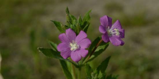 Ceaiul Ivan (fermentarea frunzelor de fireweed) - clasă de master