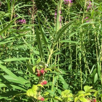 Gefermenteerde thee gemaakt van bladeren van tuin en wilde planten (masterclass)