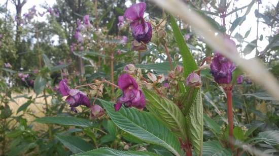 Ivan tea (fermentation of fireweed leaves) - master class