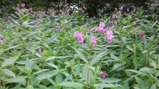 Ivan tea (fermentation of fireweed leaves) - master class