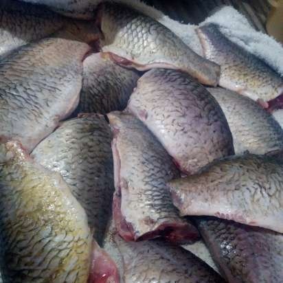 Khmelnytsky crucian carp ตามสูตรของ Hanna Grabovskaya (Tortilla Chef 118000 Princess)