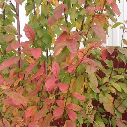 Gefermenteerde thee gemaakt van bladeren van tuin en wilde planten (masterclass)