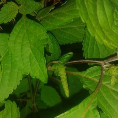 Tè fermentato e fibra di erbe aromatiche