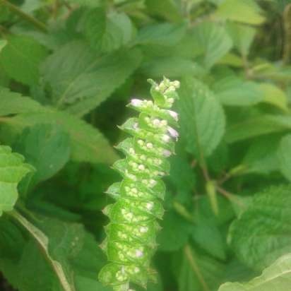 Tè fermentato e fibra di erbe aromatiche