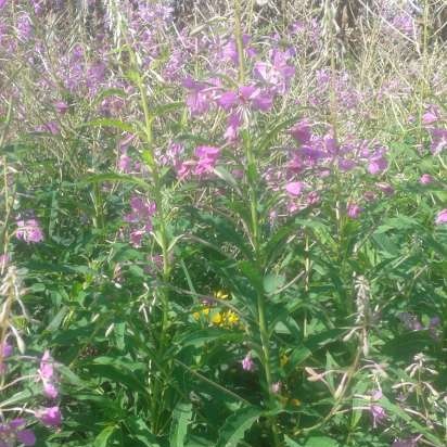 Té de Ivan (fermentación de hojas de fireweed) - clase magistral