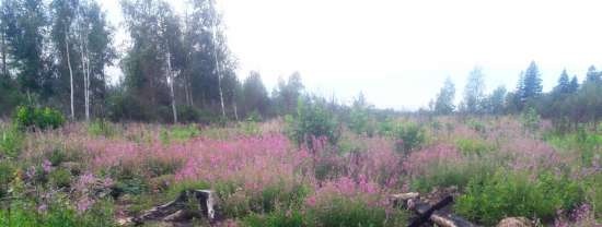 Ivan tea (fermentation of fireweed leaves) - master class