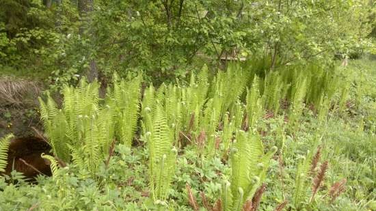 Fern: naka-kahong at nilaga (bahagi 1)