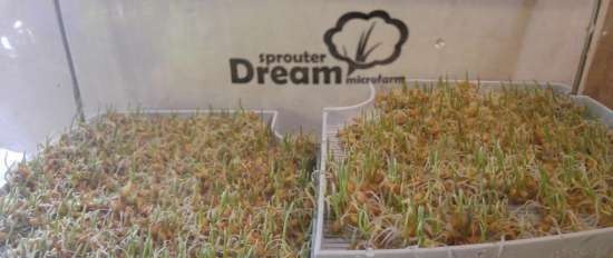 Recenzja Rawmid Dream Sprouter