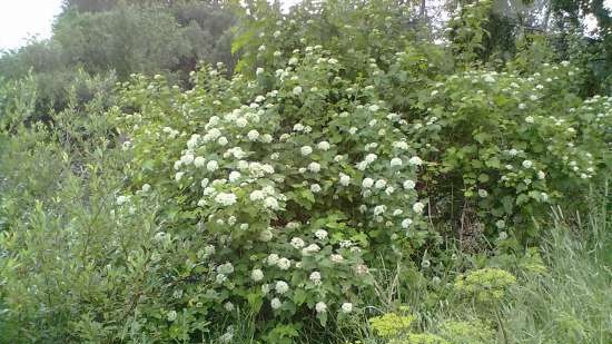 Gefermenteerde thee gemaakt van bladeren van tuin en wilde planten (masterclass)