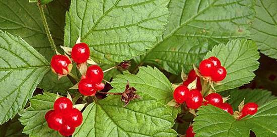 Gefermenteerde thee gemaakt van bladeren van tuin en wilde planten (masterclass)