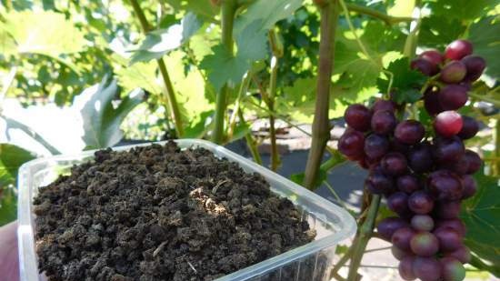 Gefermenteerde thee gemaakt van bladeren van tuin en wilde planten (masterclass)