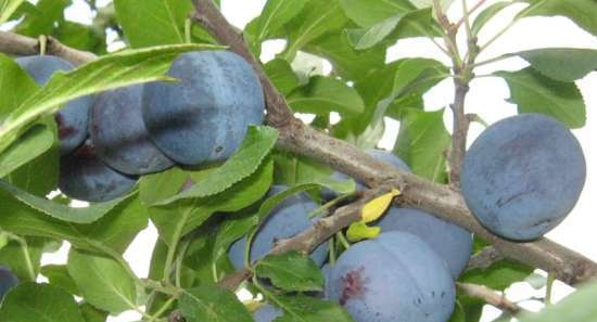 Tè fermentato a base di foglie di giardino e piante selvatiche (master class)