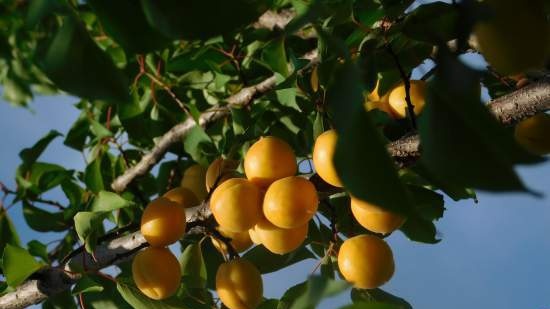 Tè fermentato a base di foglie di giardino e piante selvatiche (master class)