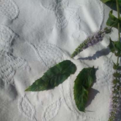 Fermented tea made from leaves of garden and wild plants (master class)