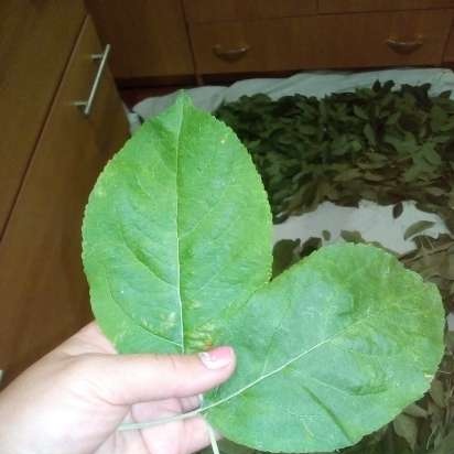 Té fermentado elaborado con hojas de jardín y plantas silvestres (clase magistral)