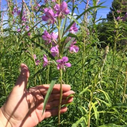 Té de Ivan (fermentación de hojas de fireweed) - clase magistral