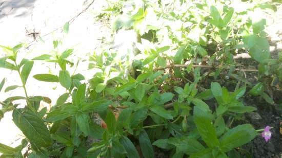 Fermented tea made from leaves of garden and wild plants (master class)