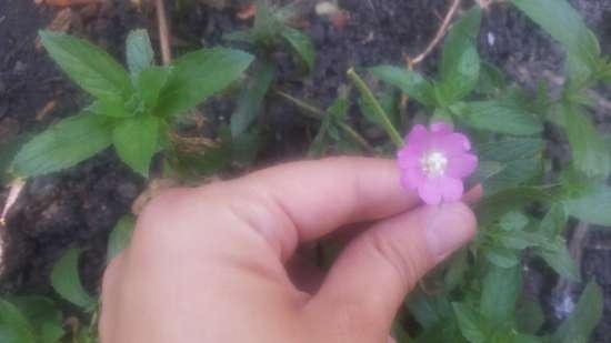 Té fermentado elaborado con hojas de jardín y plantas silvestres (clase magistral)