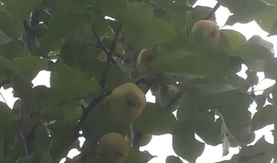 Tè fermentato a base di foglie di giardino e piante selvatiche (master class)