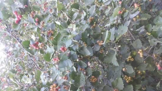 Fermented tea made from leaves of garden and wild plants (master class)