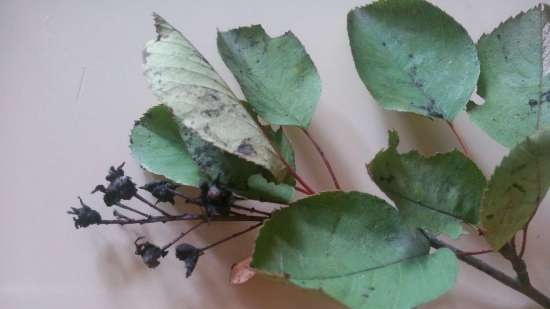 Fermented tea made from leaves of garden and wild plants (master class)