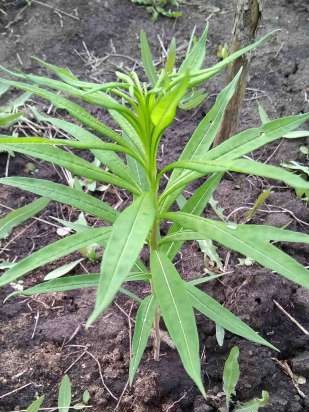 Gefermenteerde thee gemaakt van bladeren van tuin en wilde planten (masterclass)