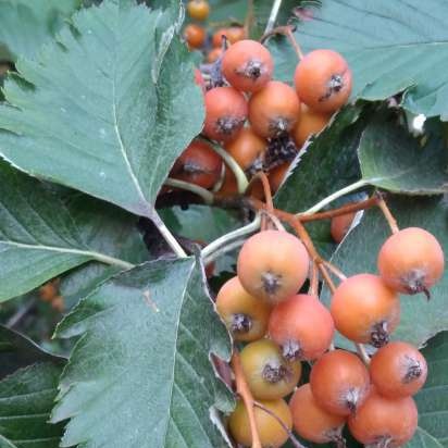 Gefermenteerde thee gemaakt van bladeren van tuin en wilde planten (masterclass)