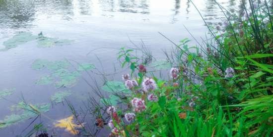 Gefermenteerde thee gemaakt van bladeren van tuin en wilde planten (masterclass)