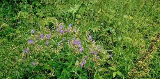 Gefermenteerde thee gemaakt van bladeren van tuin en wilde planten (masterclass)