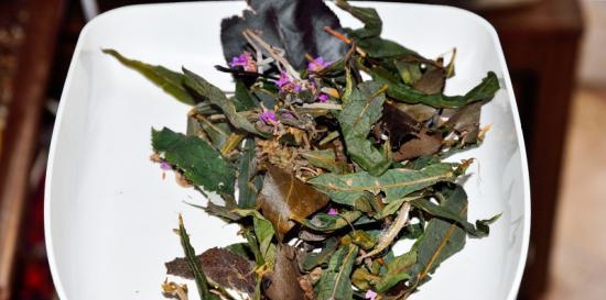 Fermented tea made from leaves of garden and wild plants (master class)