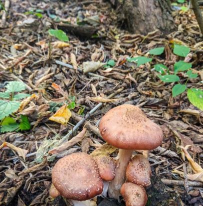 Fermentowana herbata z liści ogrodowych i dzikich roślin (klasa mistrzowska)