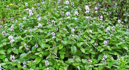 Gefermenteerde thee gemaakt van bladeren van tuin en wilde planten (masterclass)