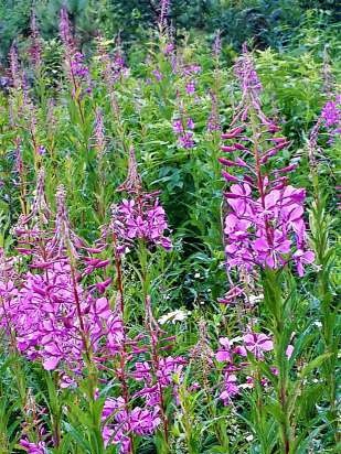 Gefermenteerde thee gemaakt van bladeren van tuin en wilde planten (masterclass)