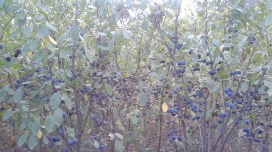 Gefermenteerde thee gemaakt van bladeren van tuin en wilde planten (masterclass)