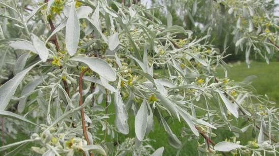 Tè fermentato a base di foglie di giardino e piante selvatiche (master class)