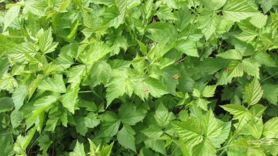 Tè fermentato a base di foglie di giardino e piante selvatiche (master class)