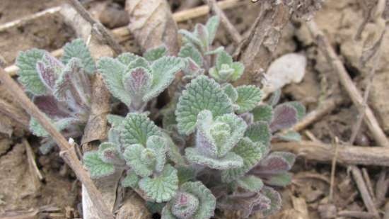 Gefermenteerde thee gemaakt van bladeren van tuin en wilde planten (masterclass)