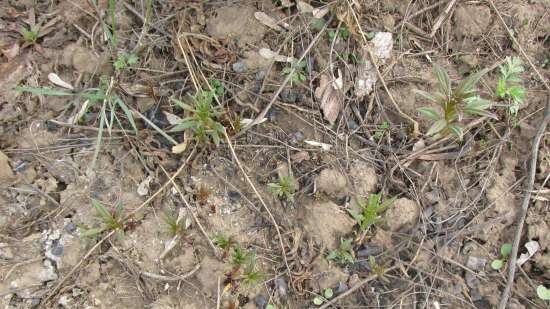 Gefermenteerde thee gemaakt van bladeren van tuin en wilde planten (masterclass)