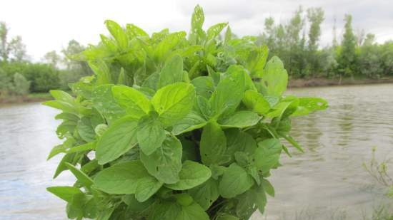 Gefermenteerde thee gemaakt van bladeren van tuin en wilde planten (masterclass)