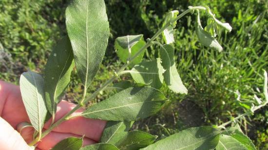 Fermented tea made from leaves of garden and wild plants (master class)