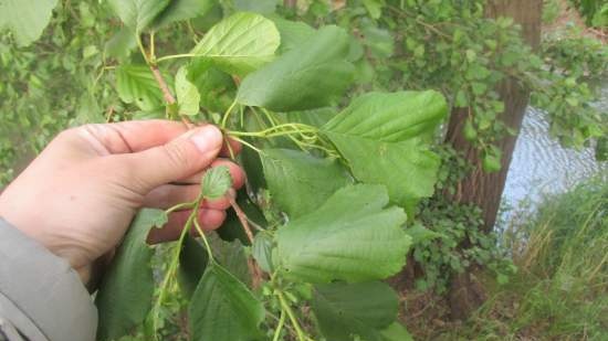 Fermented tea made from leaves of garden and wild plants (master class)