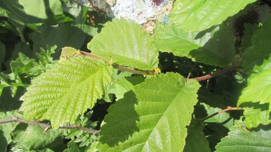 Fermented tea made from leaves of garden and wild plants (master class)