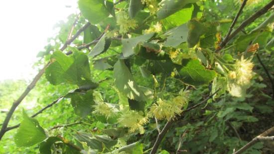 Tè fermentato a base di foglie di giardino e piante selvatiche (master class)