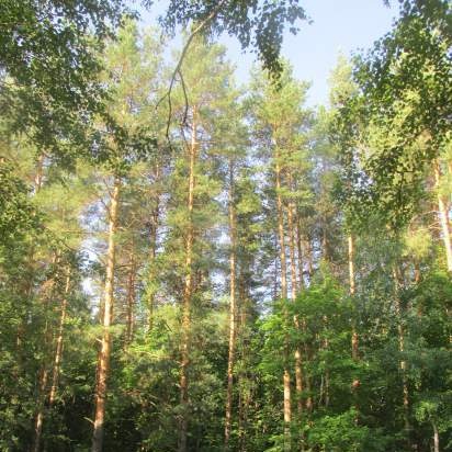 Fermentovaný čaj z listů zahrady a planě rostoucích rostlin (mistrovská třída)